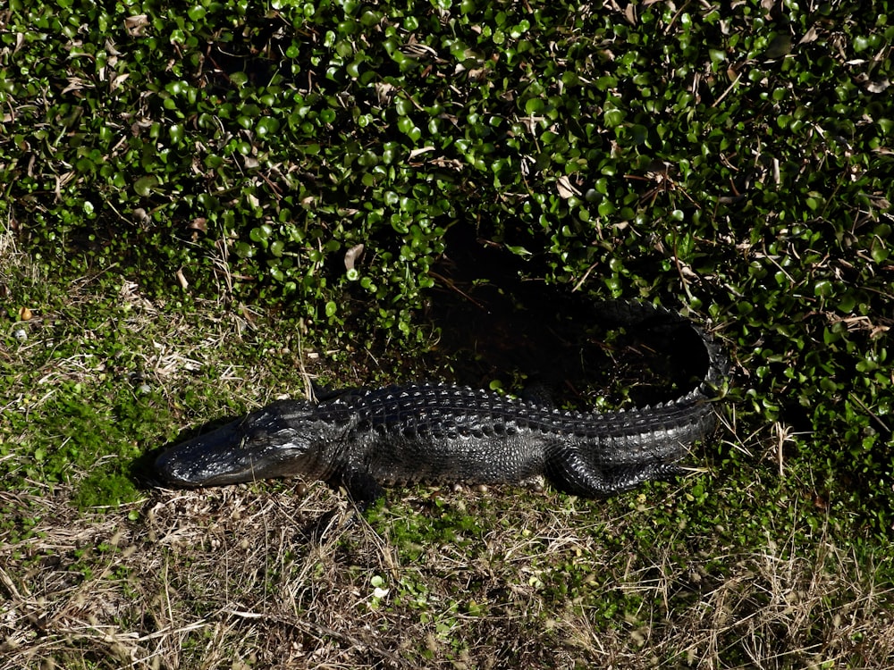 a large alligator laying in the grass next to a bush