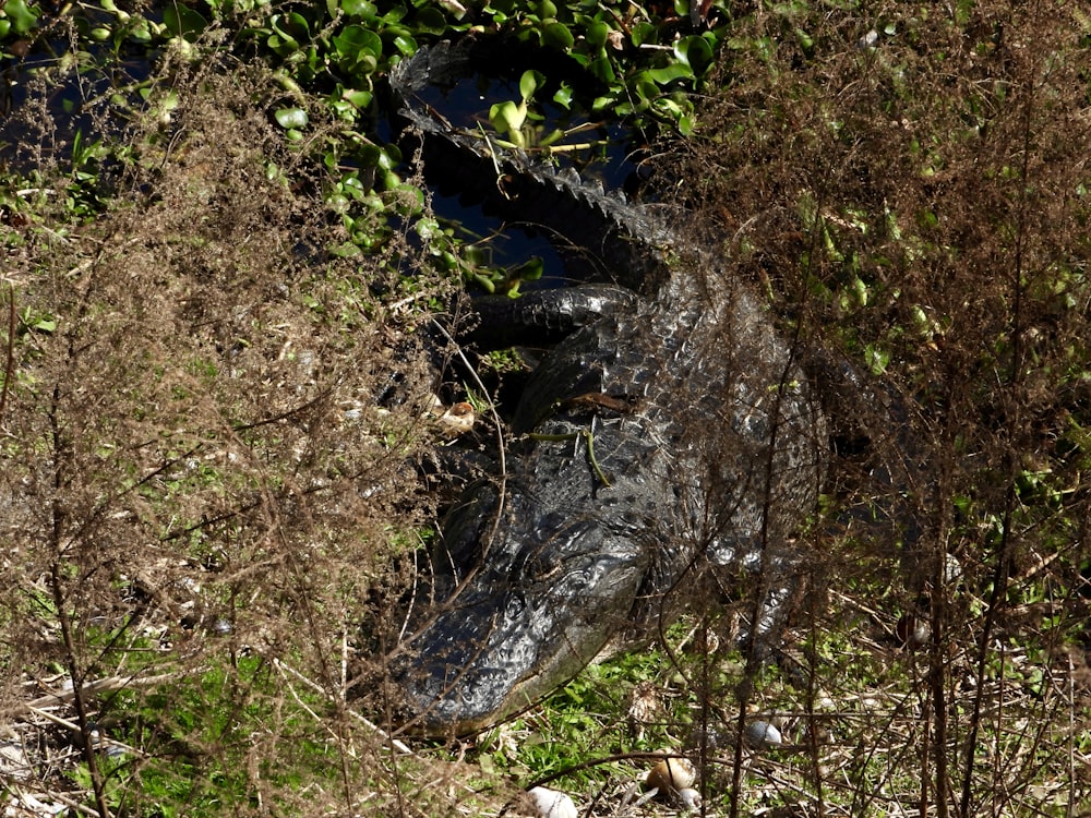 a large alligator is laying in the brush