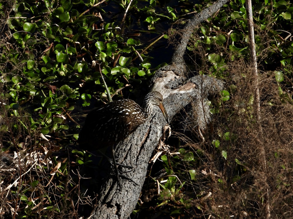 a bird is perched on a tree branch