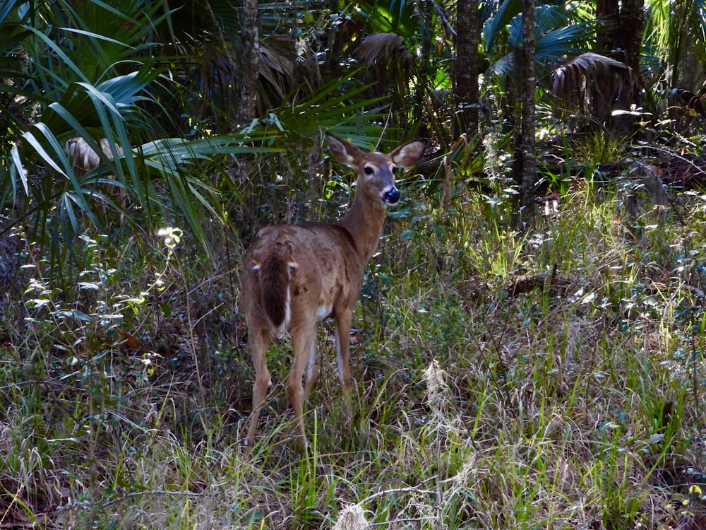 a deer standing in the middle of a forest