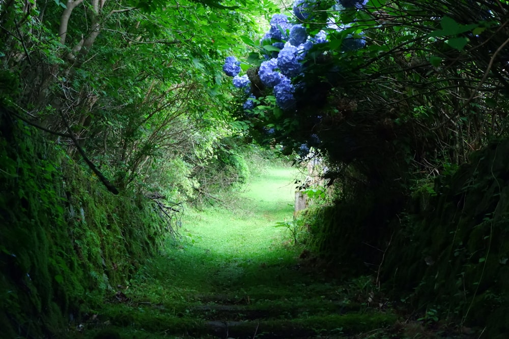a path in the middle of a lush green forest