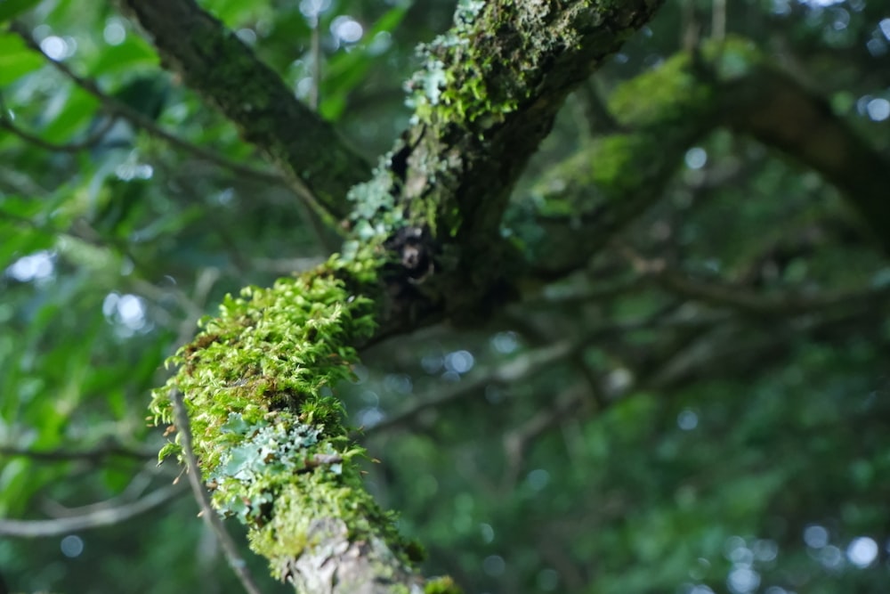 a moss covered tree branch in a forest