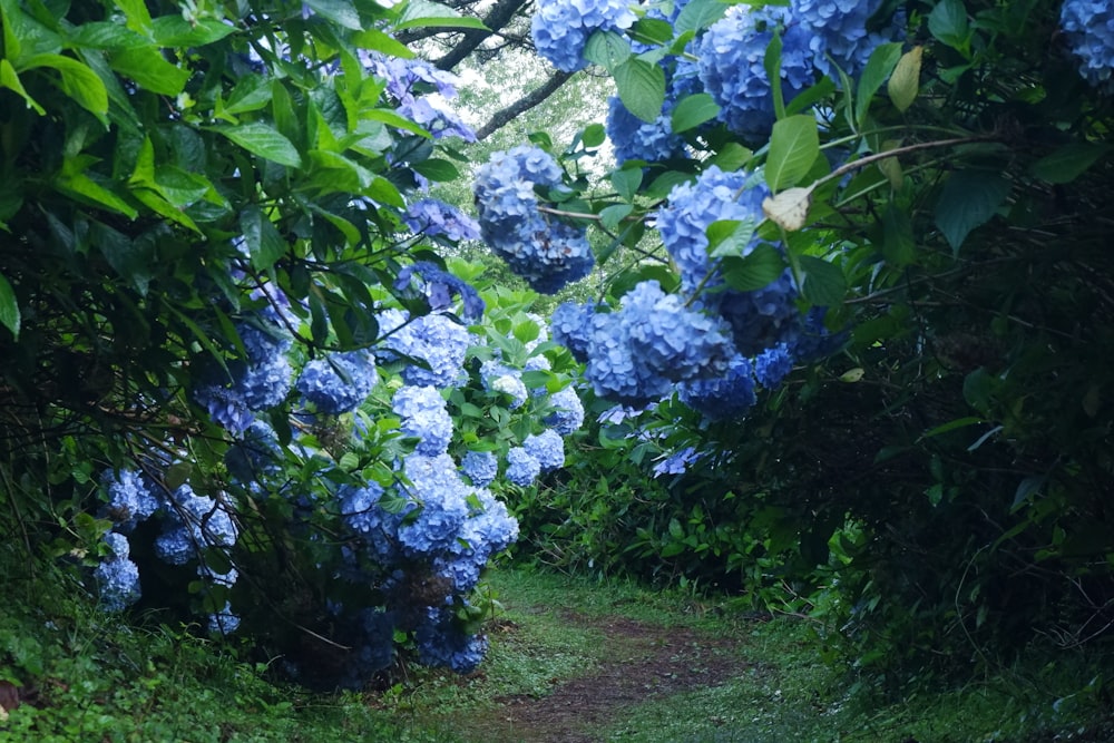 a path in the middle of a forest with blue flowers on it