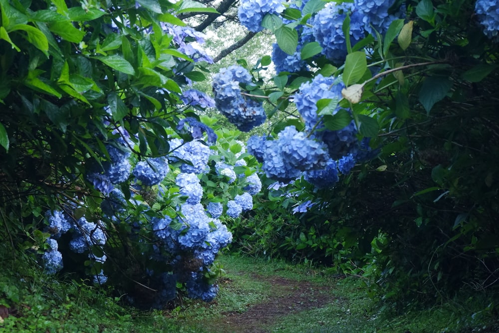 un camino en medio de un bosque con flores azules