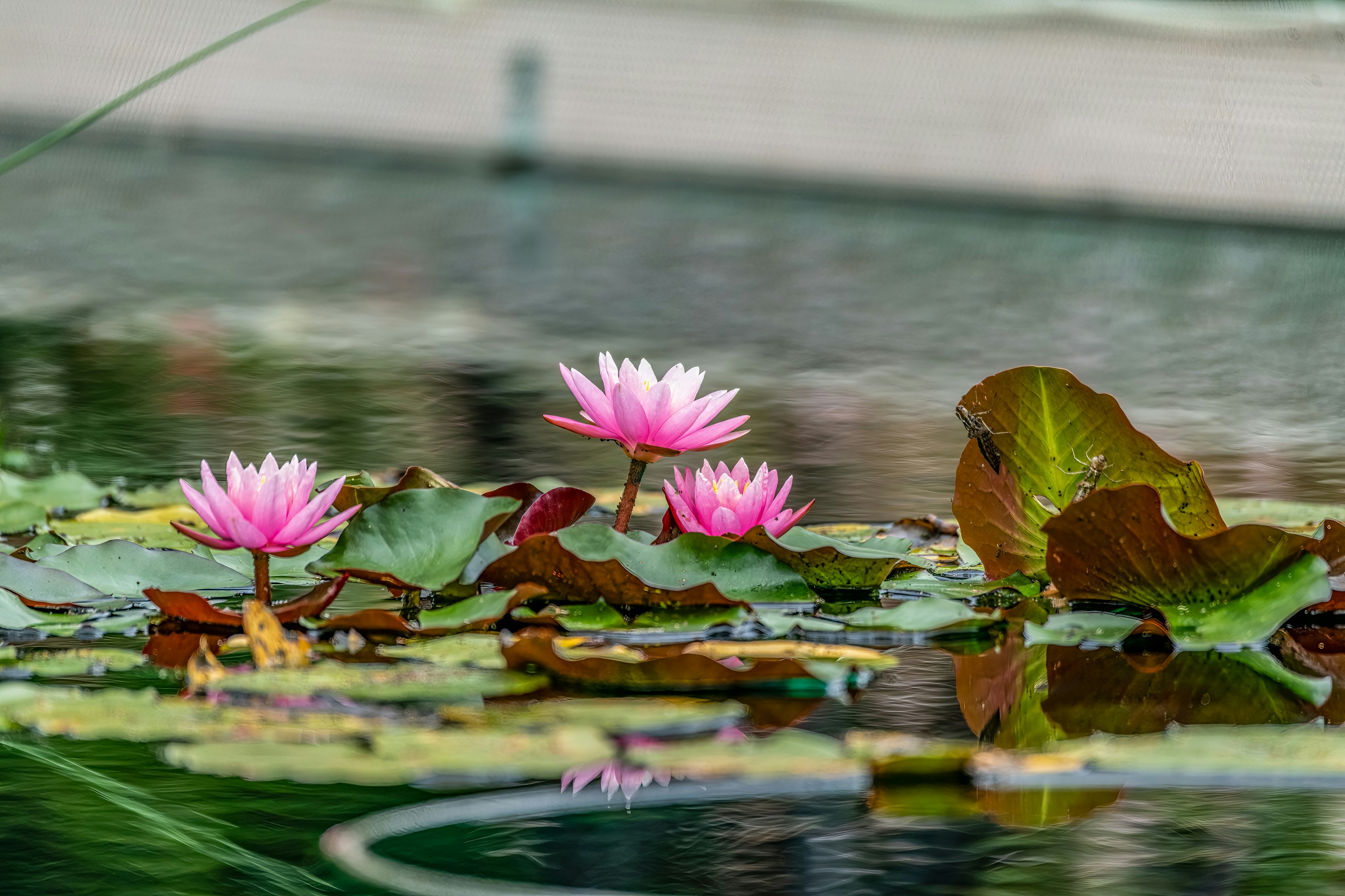Photo by smart3623