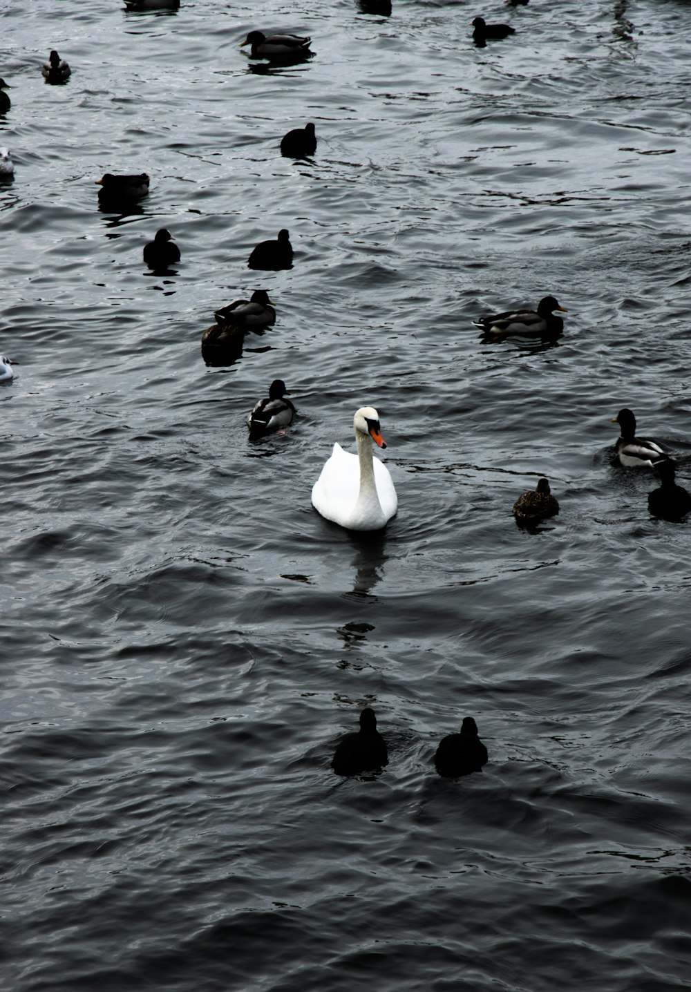 a group of ducks floating on top of a body of water