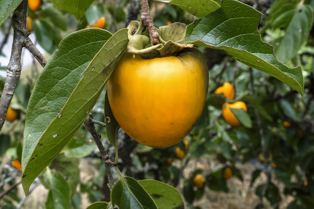 a close up of an orange on a tree