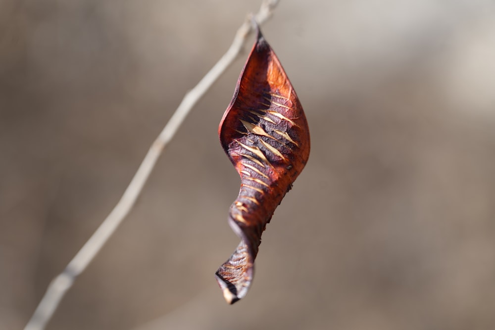 a leaf hanging from a tree branch