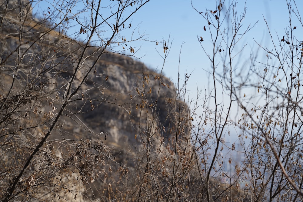 a bird perched on a tree branch in front of a mountain