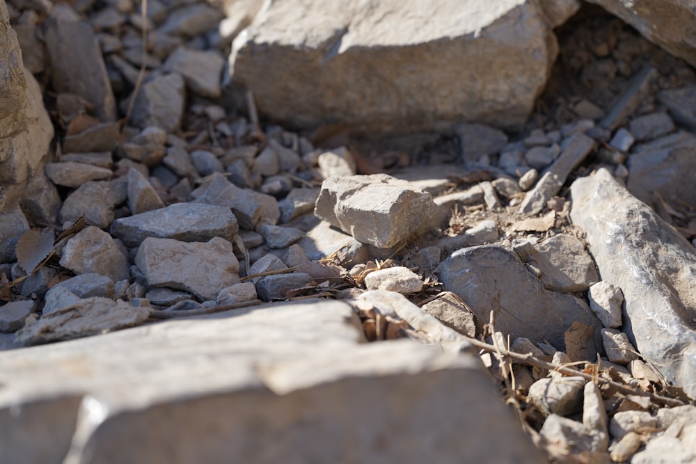 a bunch of rocks that are laying on the ground