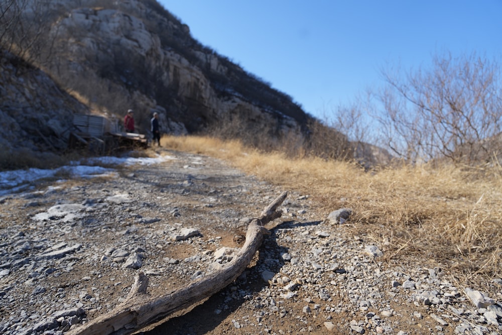 a broken tree branch laying on the side of a road