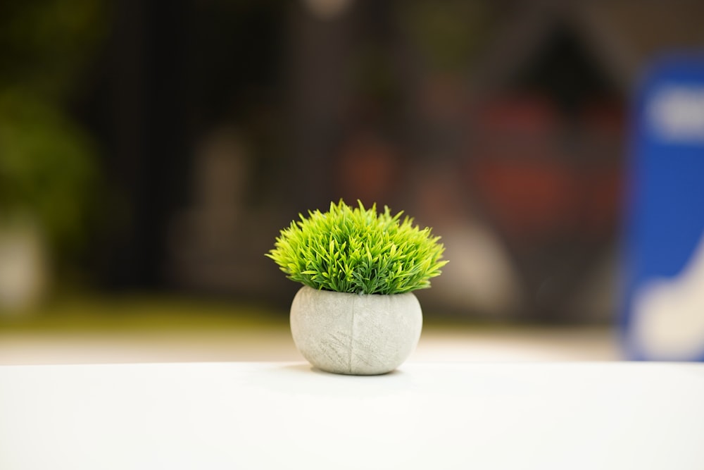 a small potted plant sitting on top of a table