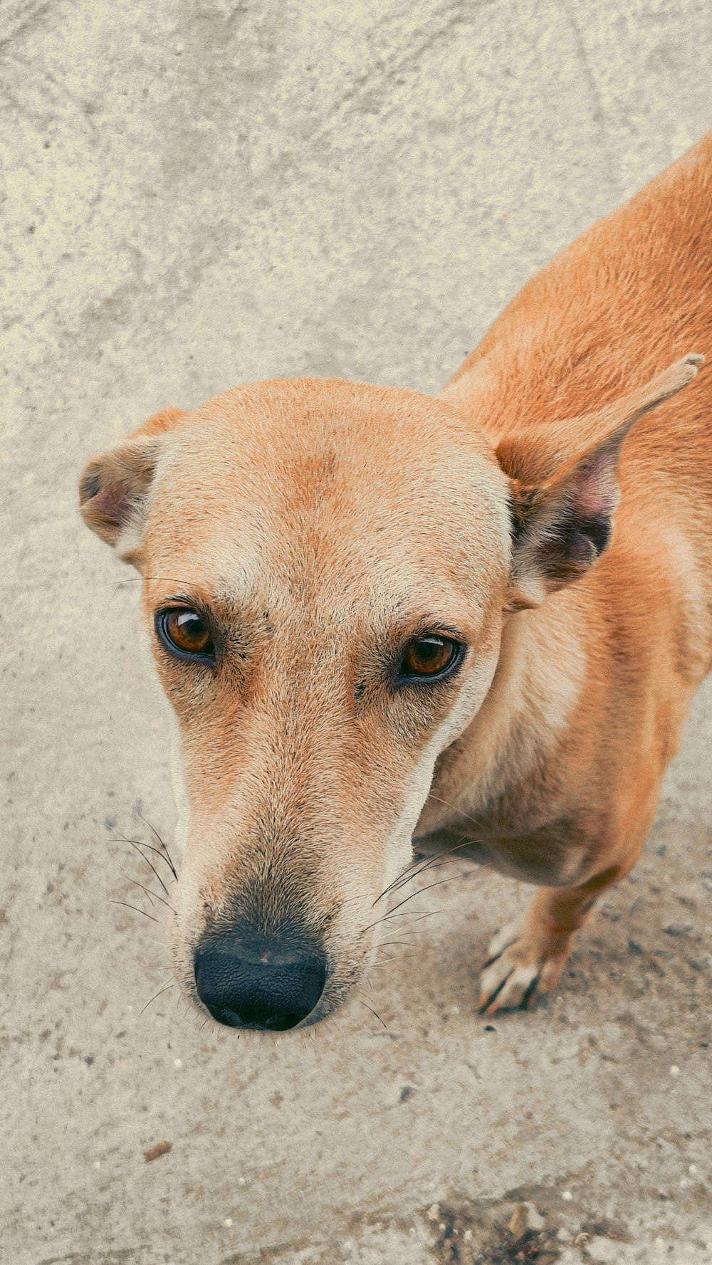 a brown dog standing on top of a cement ground