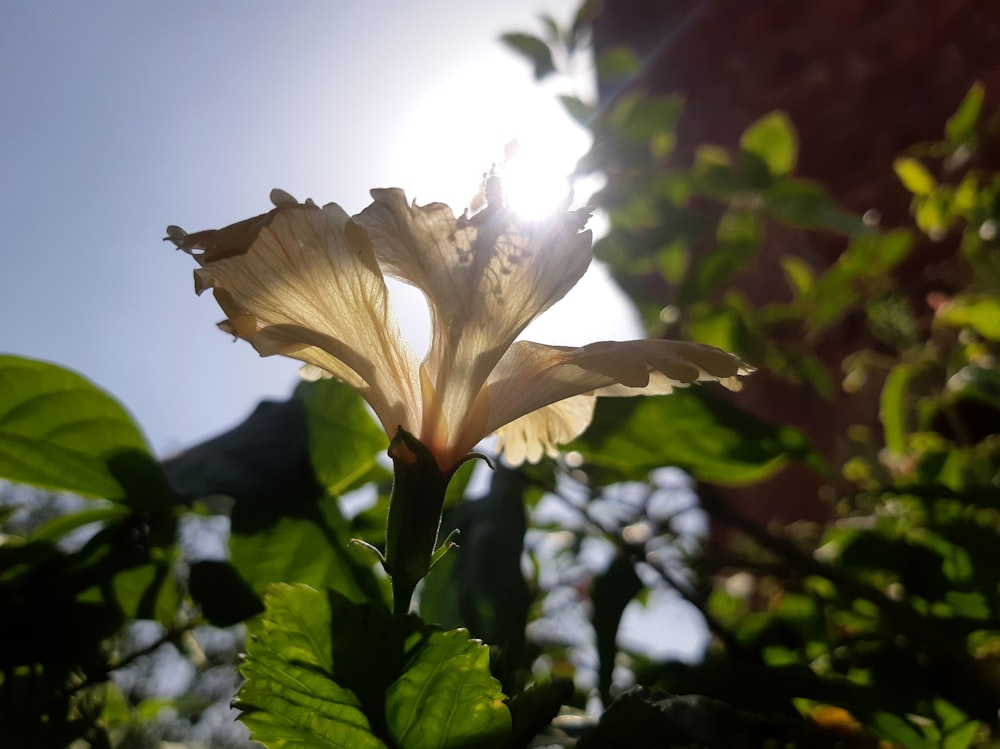 un gros plan d’une fleur avec le soleil en arrière-plan