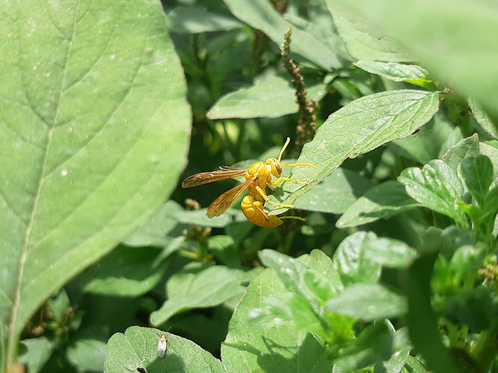 a yellow insect sitting on top of a green leaf