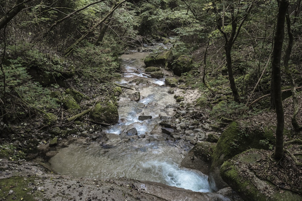 a stream running through a lush green forest