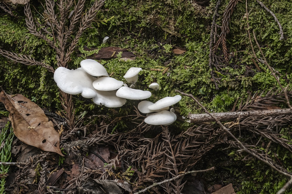a group of white mushrooms growing on a mossy tree