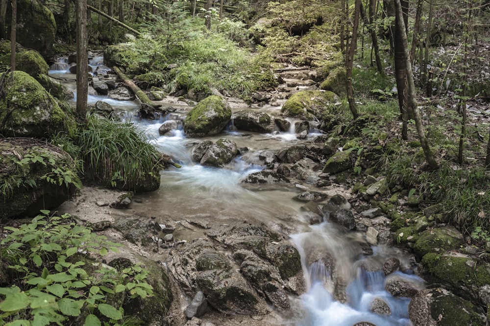 a stream running through a lush green forest