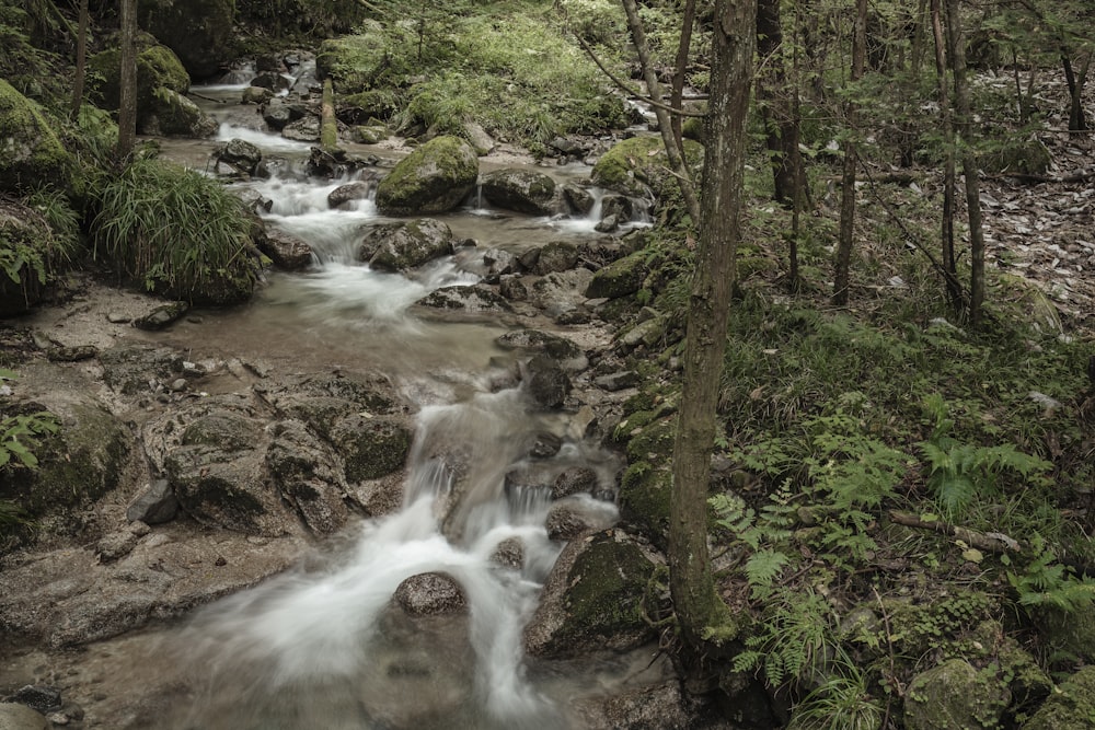 a stream running through a lush green forest