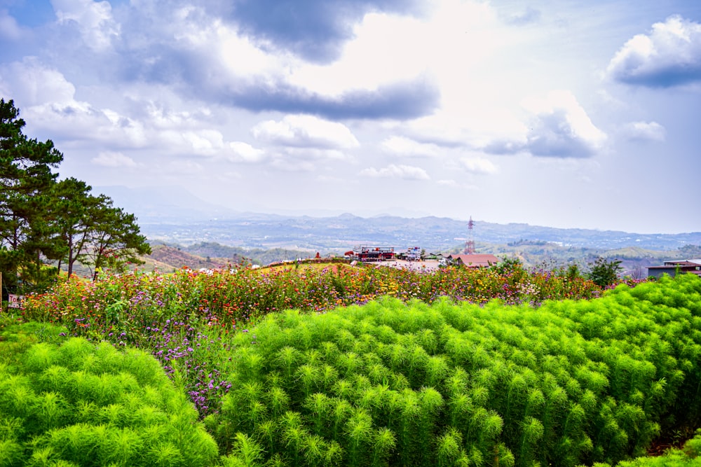 a lush green field with lots of trees