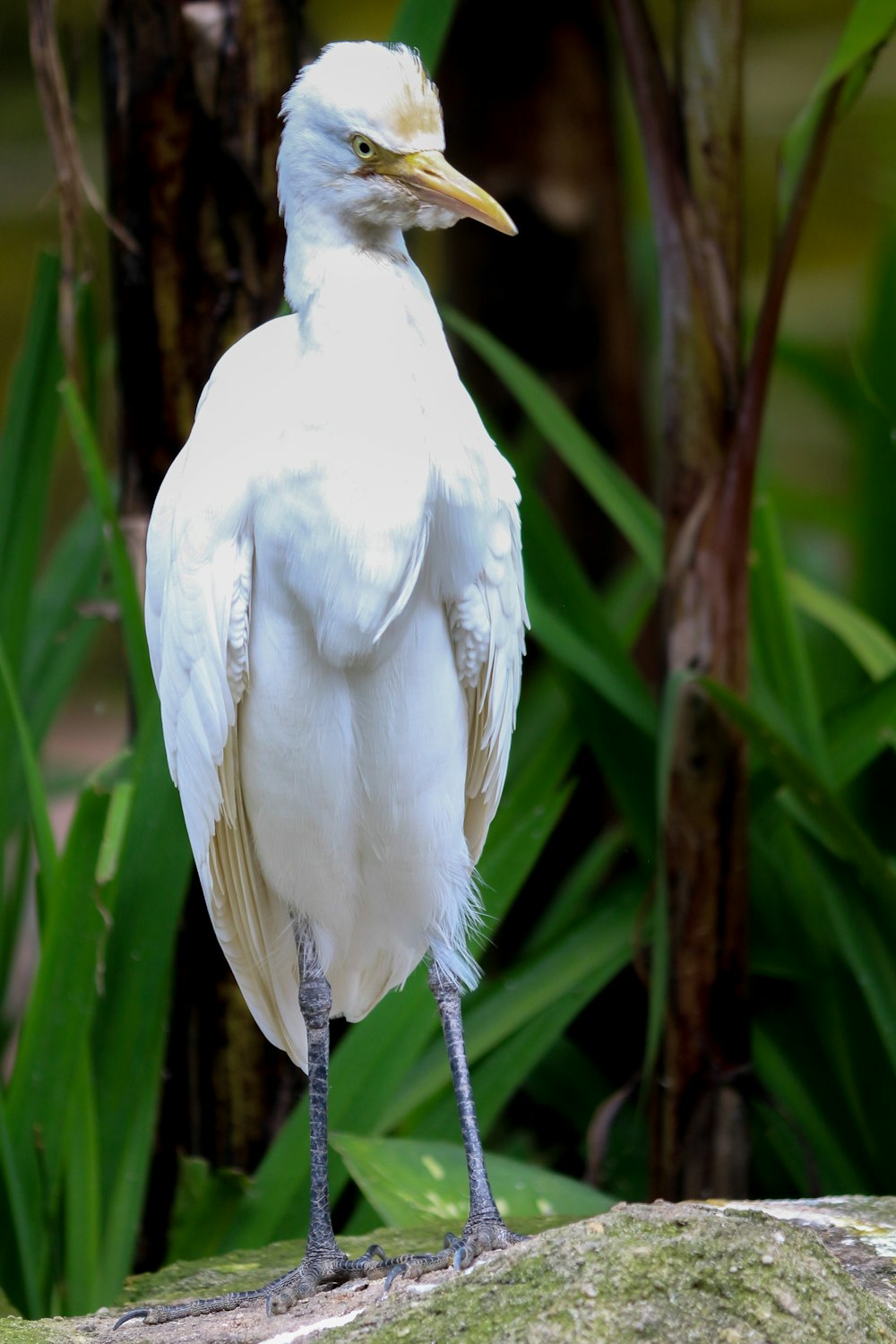 a close up of a bird on a rock