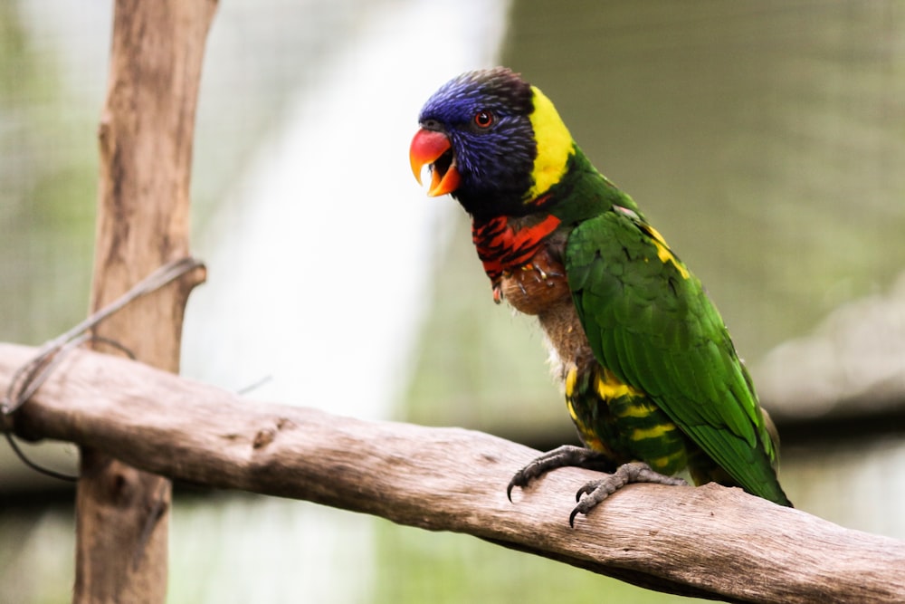 a colorful bird perched on a tree branch