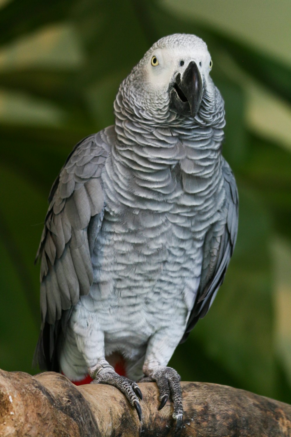 a parrot sitting on top of a tree branch