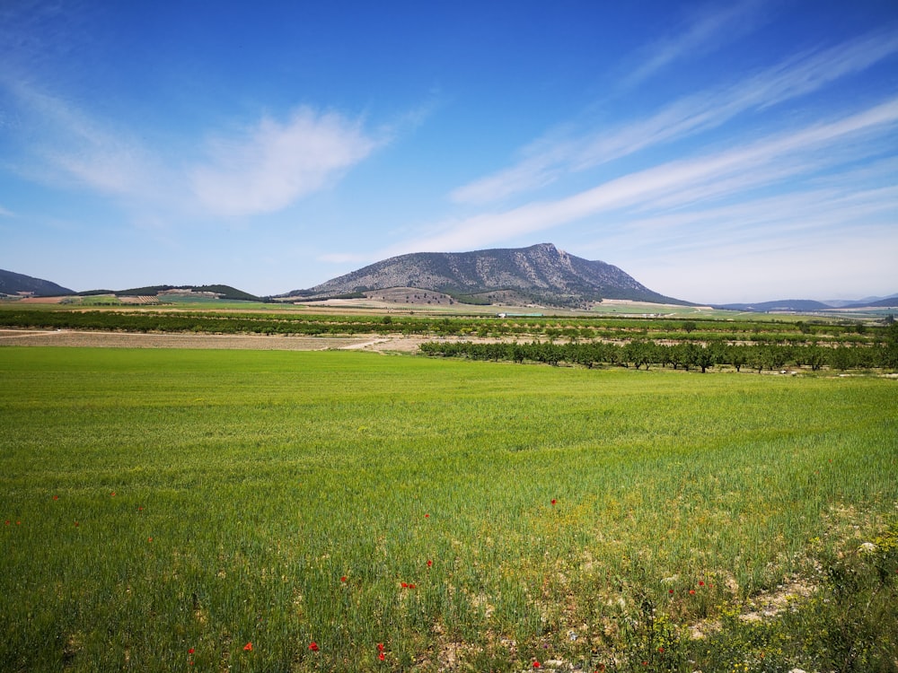 a green field with a mountain in the background