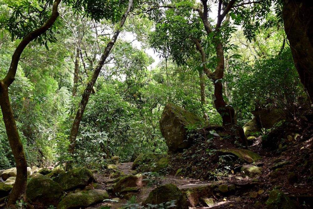 a path in the middle of a lush green forest