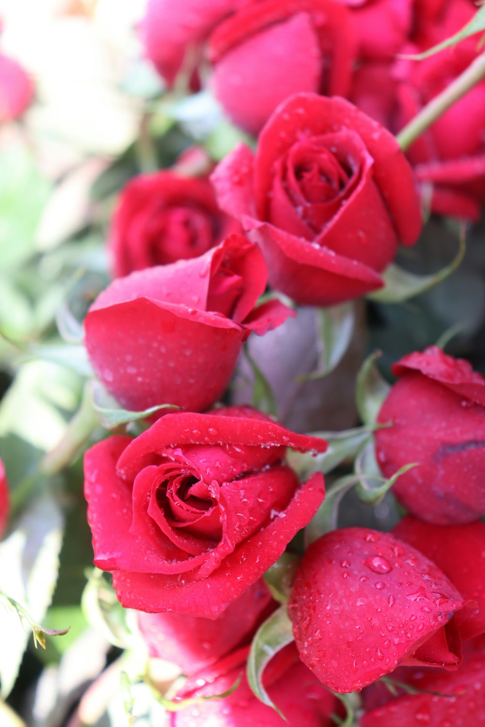 a bunch of red roses with water droplets on them