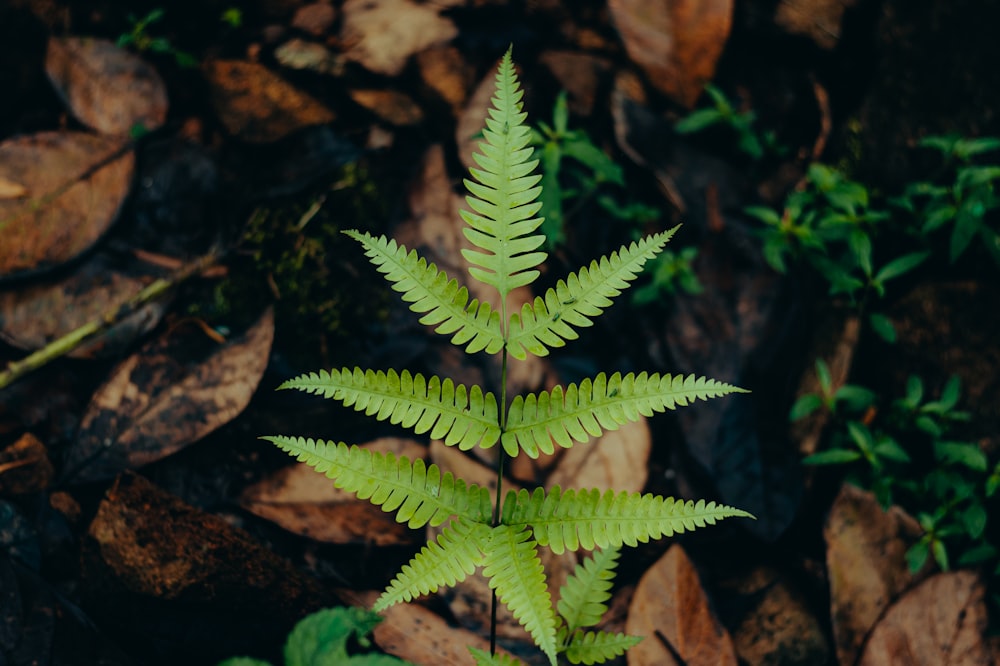 a green plant sitting on top of a pile of rocks