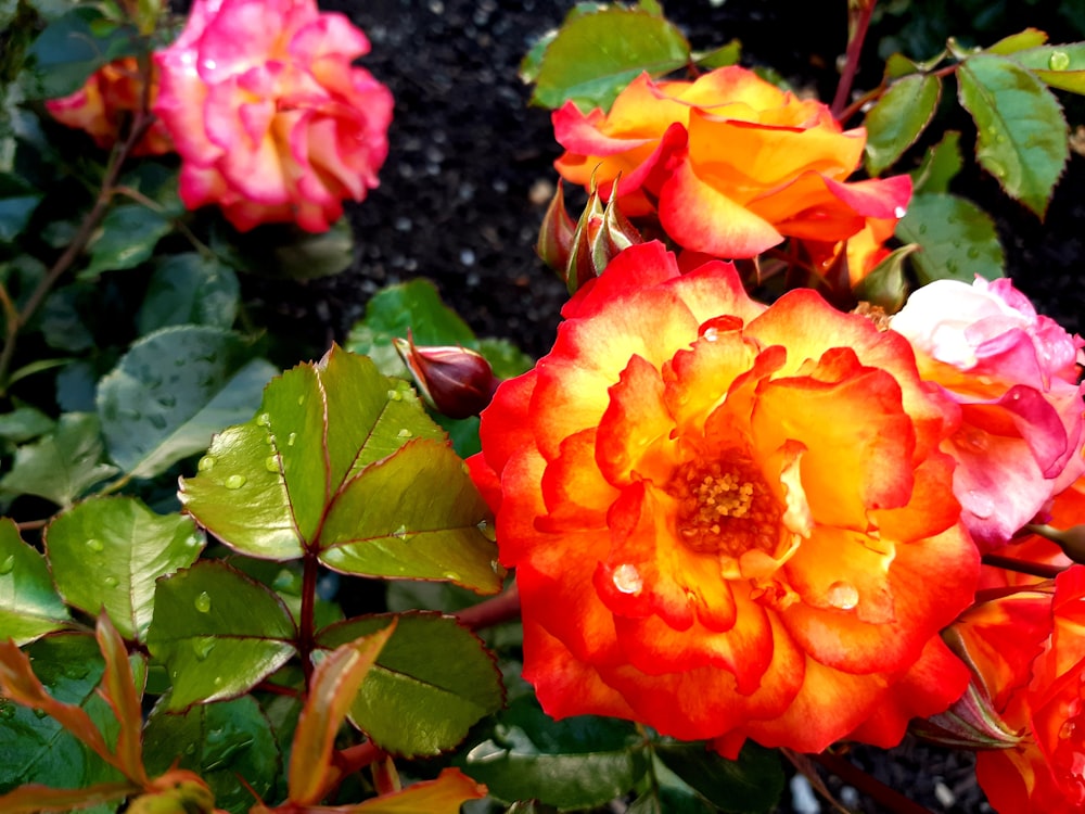 a close up of a bunch of flowers on a plant