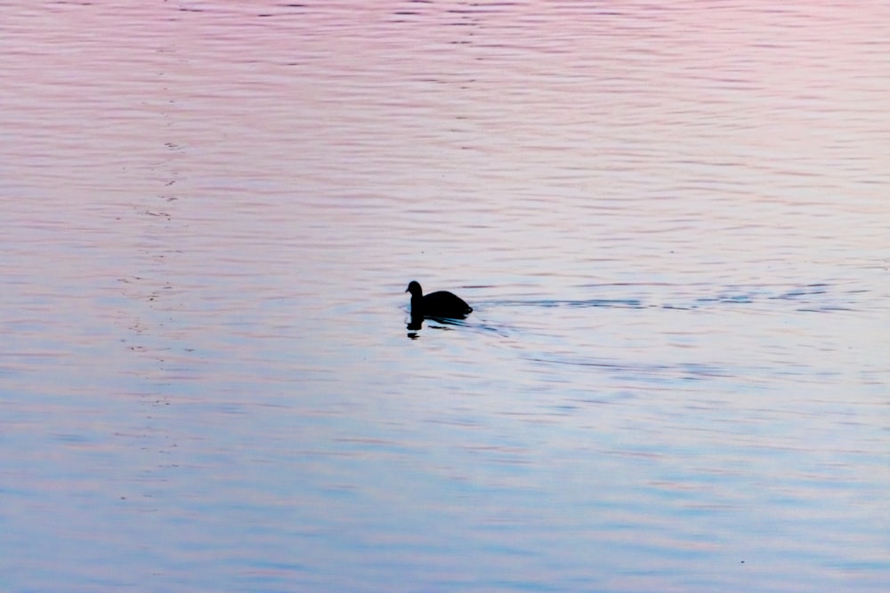 a duck is swimming in a body of water