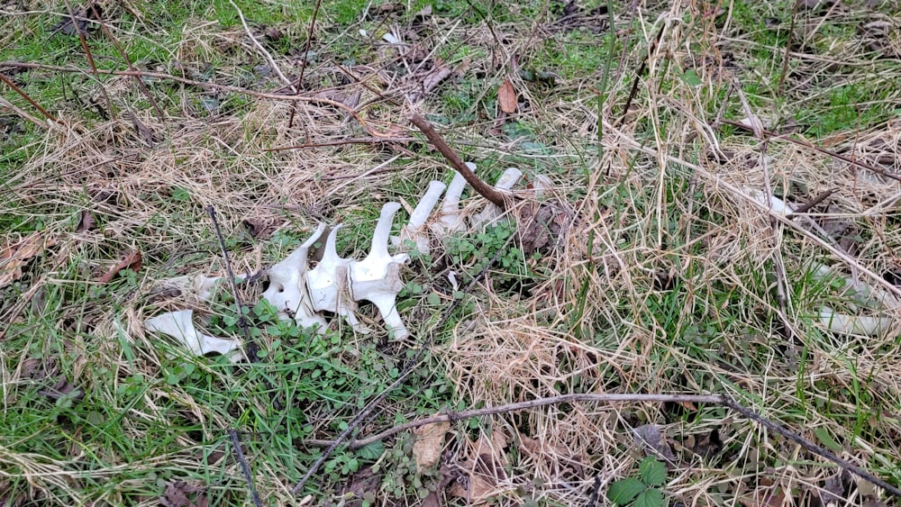 a bunch of white objects that are in the grass