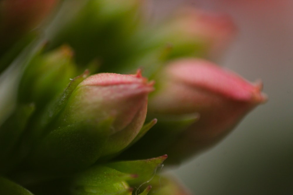 a close up view of a flower budding