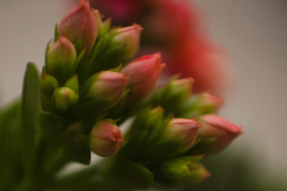 a close up of a bunch of flowers