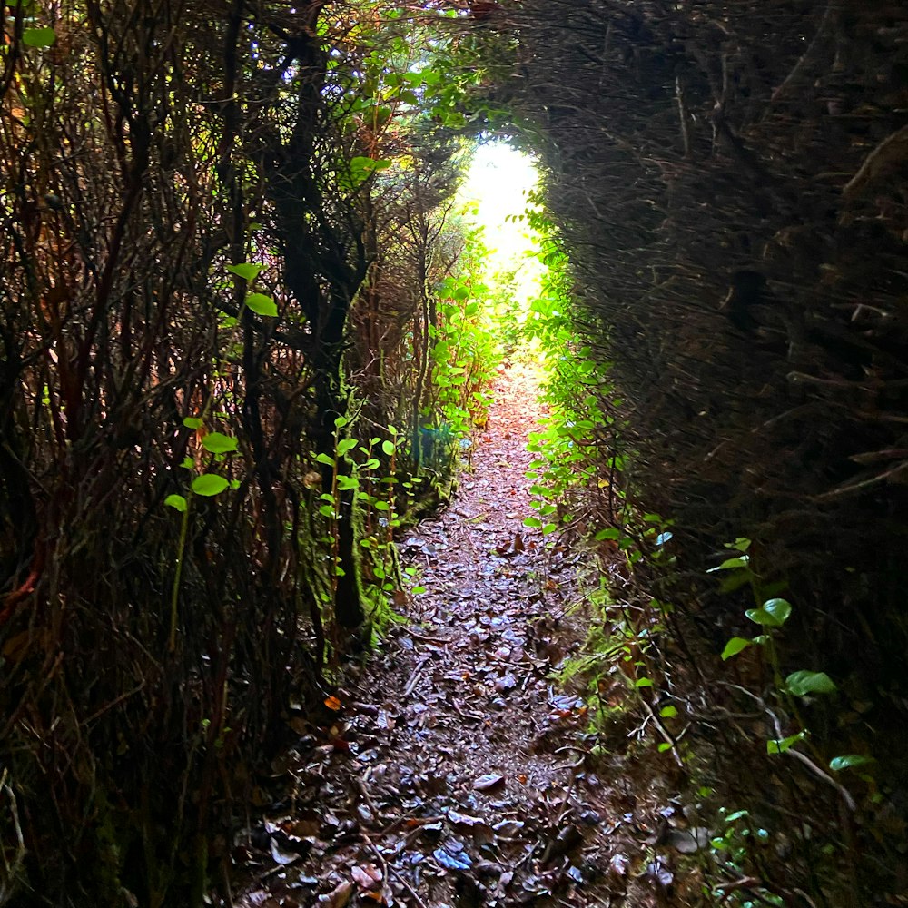 un sentiero in mezzo a un bosco