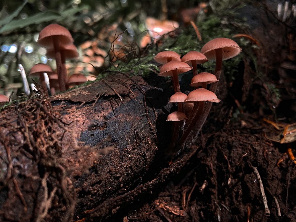 a group of mushrooms growing out of the ground