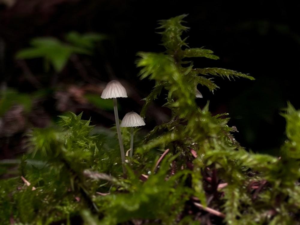 a couple of small white mushrooms sitting on top of a lush green field