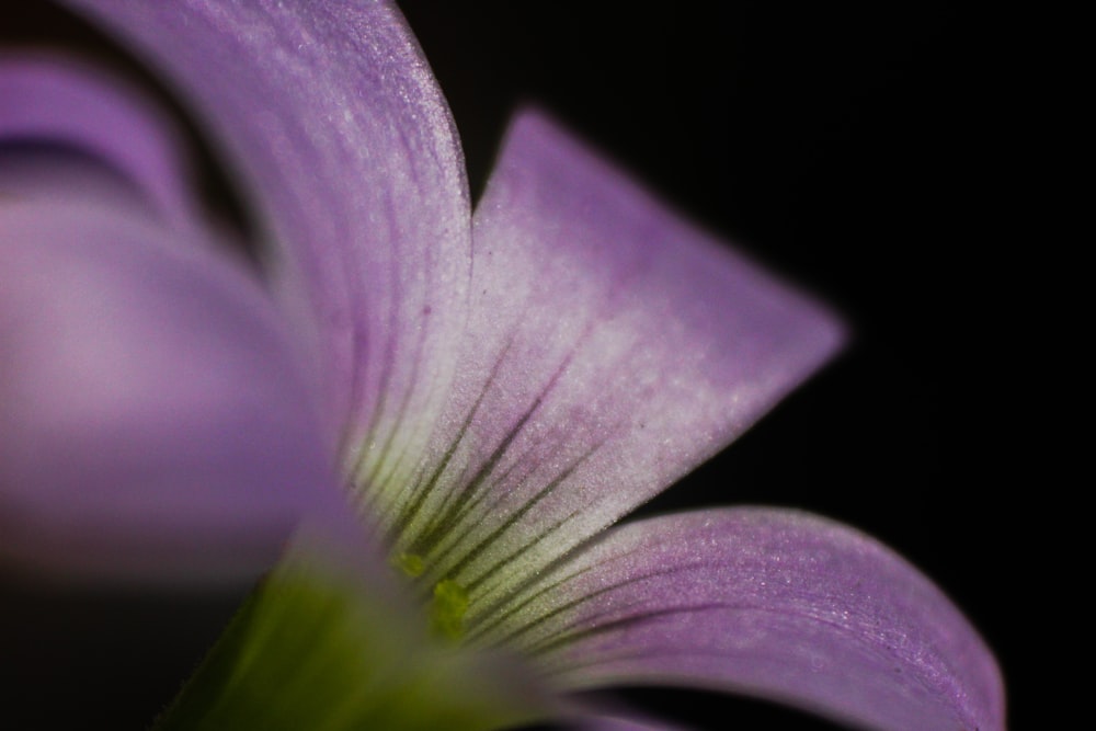 a close up of a purple flower on a black background