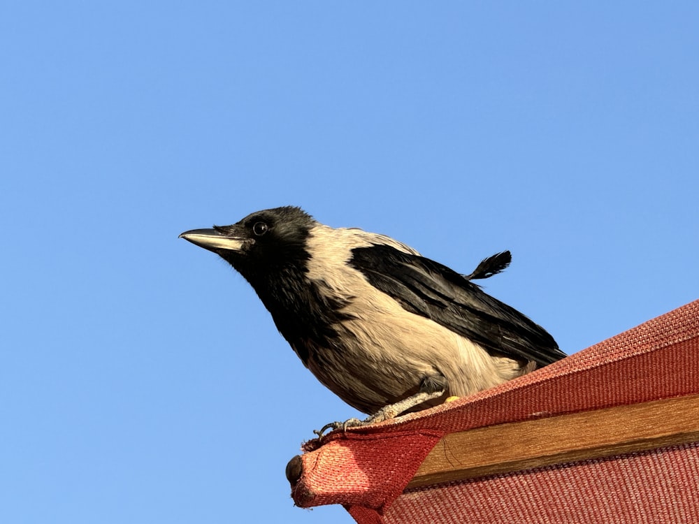 a black and white bird sitting on top of a roof