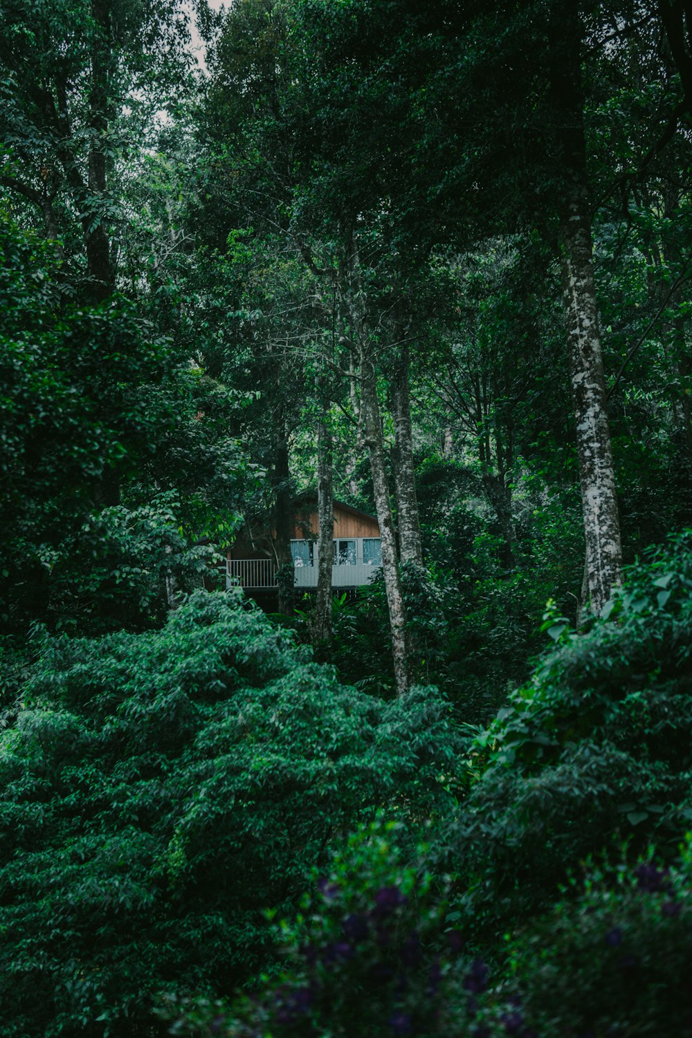 a cabin nestled in the middle of a forest