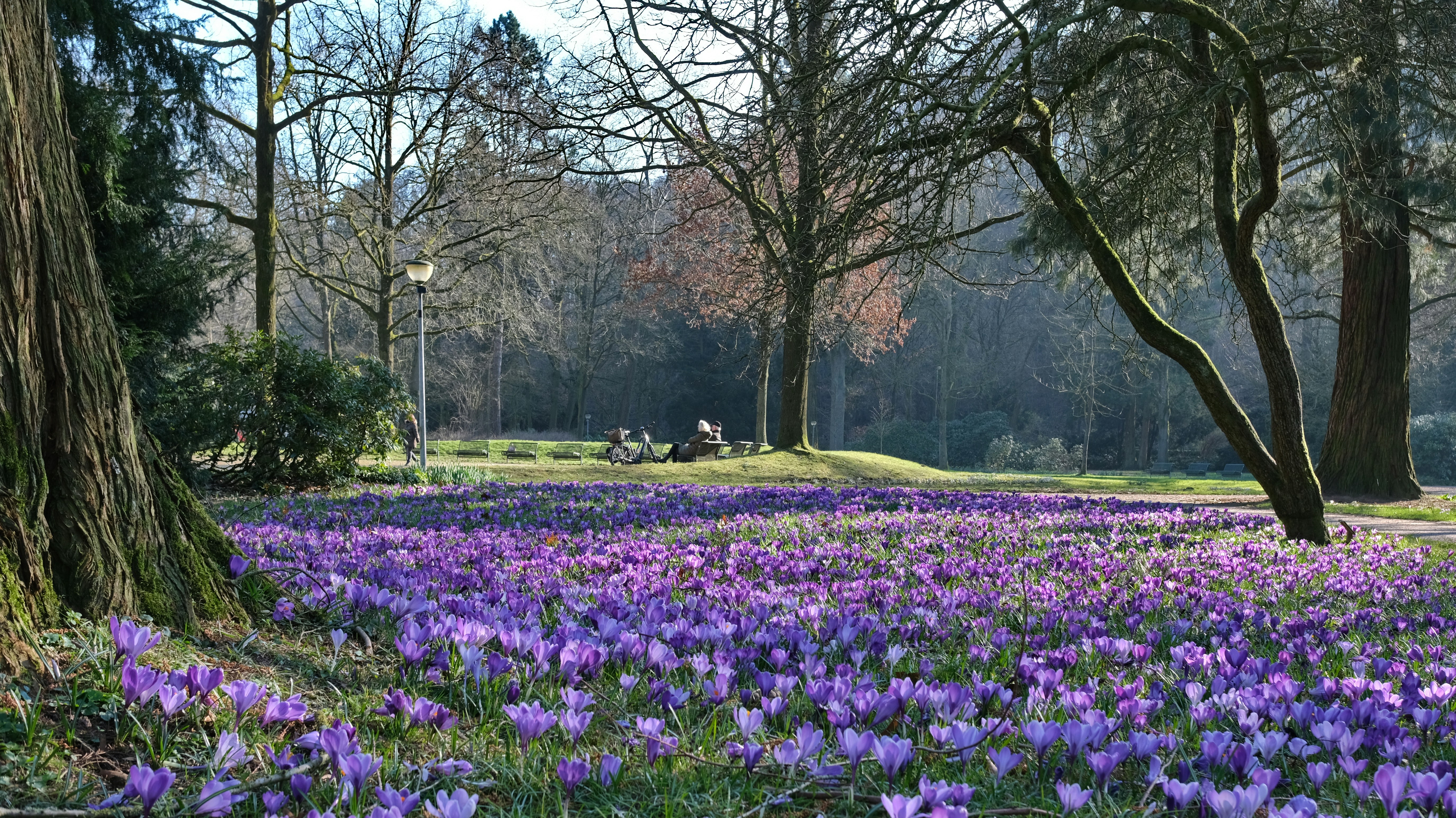 a field full of purple flowers next to a tree
