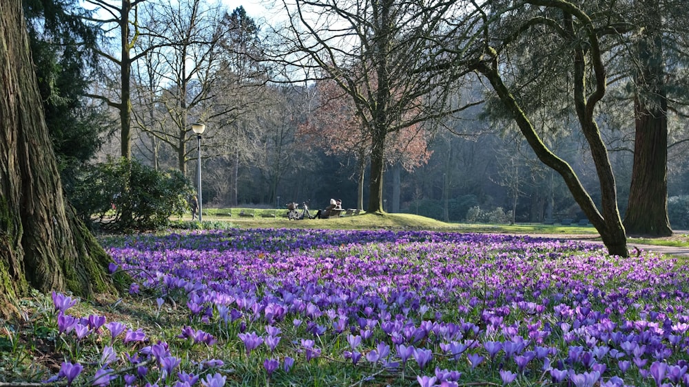 a field full of purple flowers next to a tree