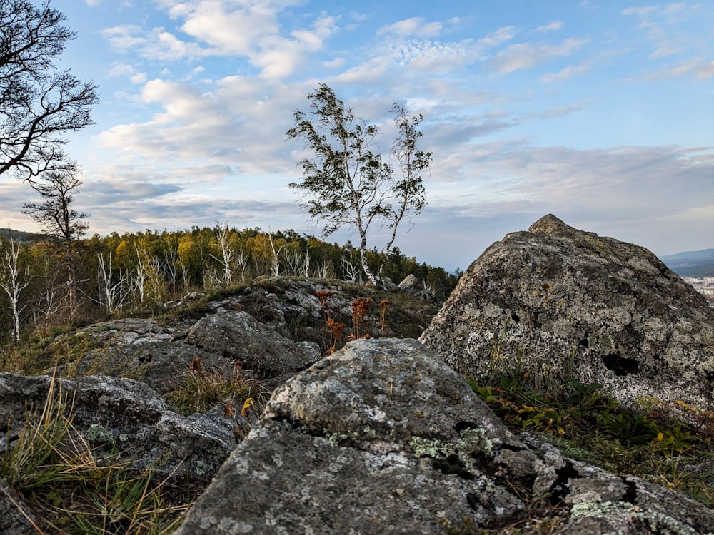 a lone tree on top of a large rock