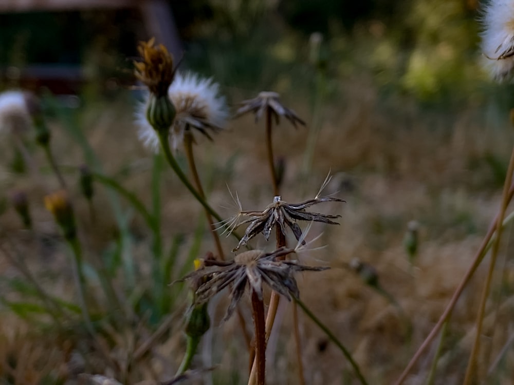 a close up of a bunch of flowers in a field