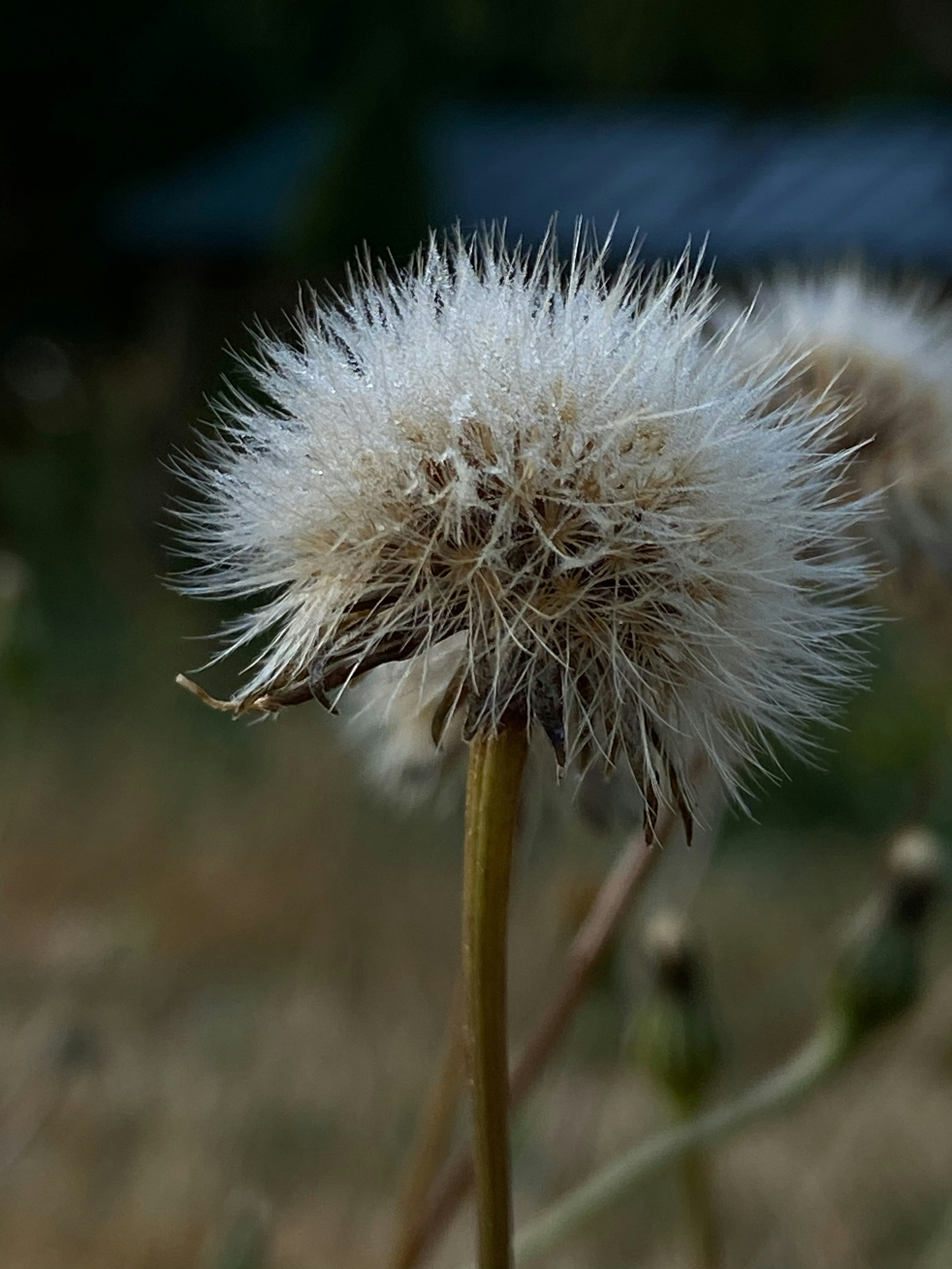 Photo by birdsfairytales