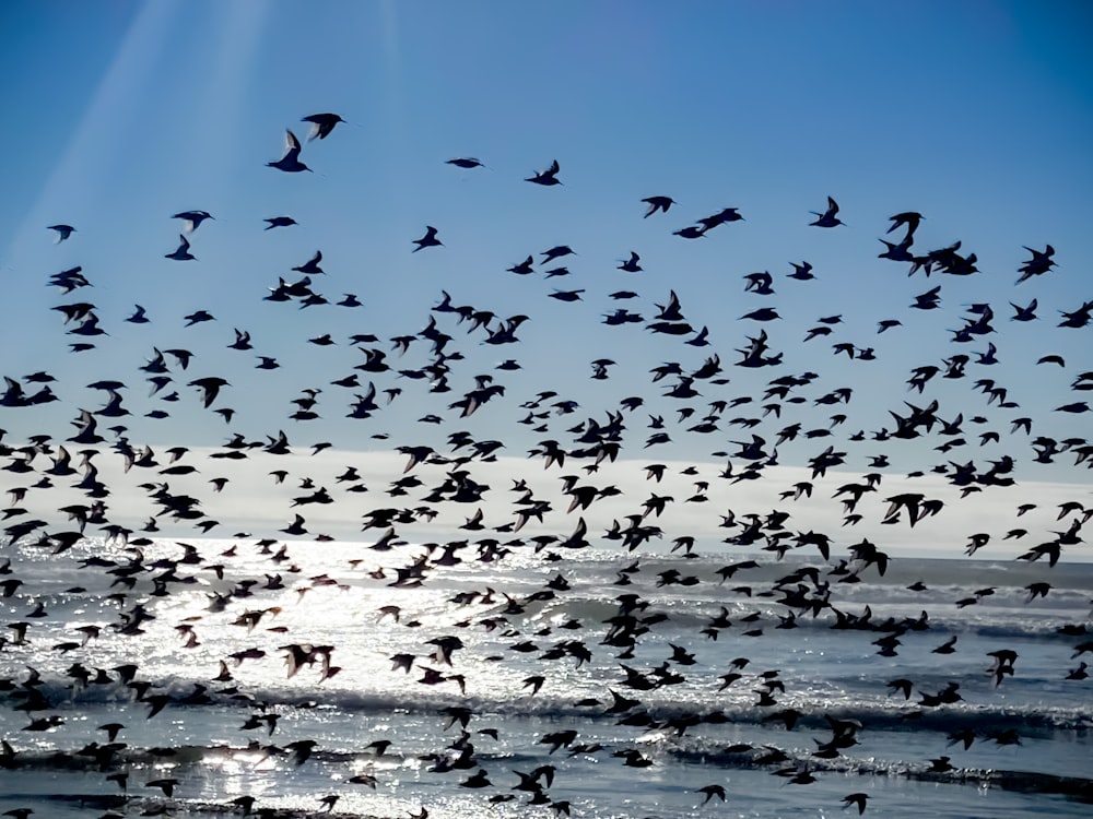 a flock of birds flying over the ocean