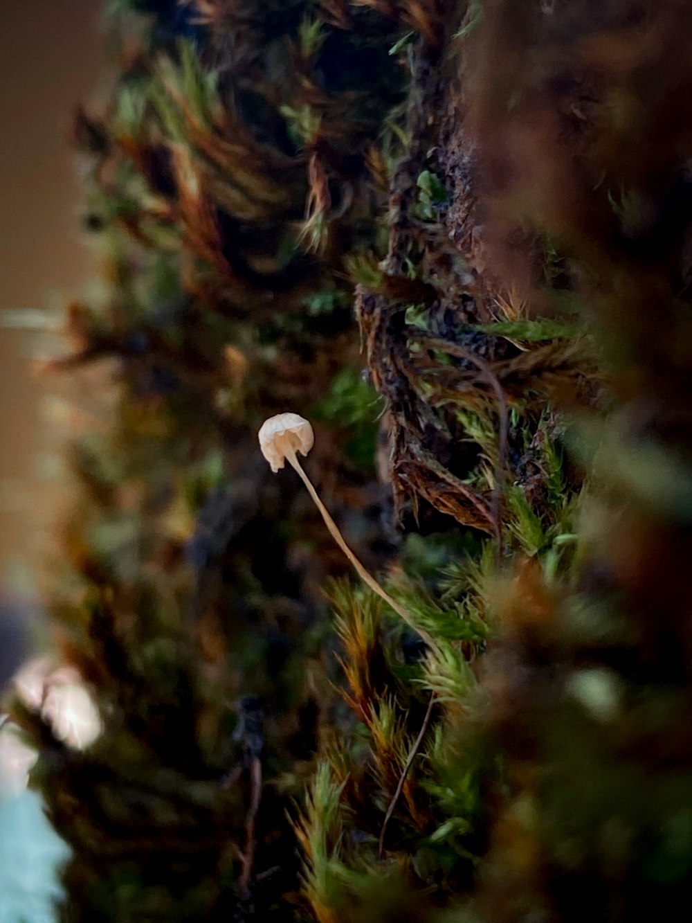 a close up of a mushroom on a tree