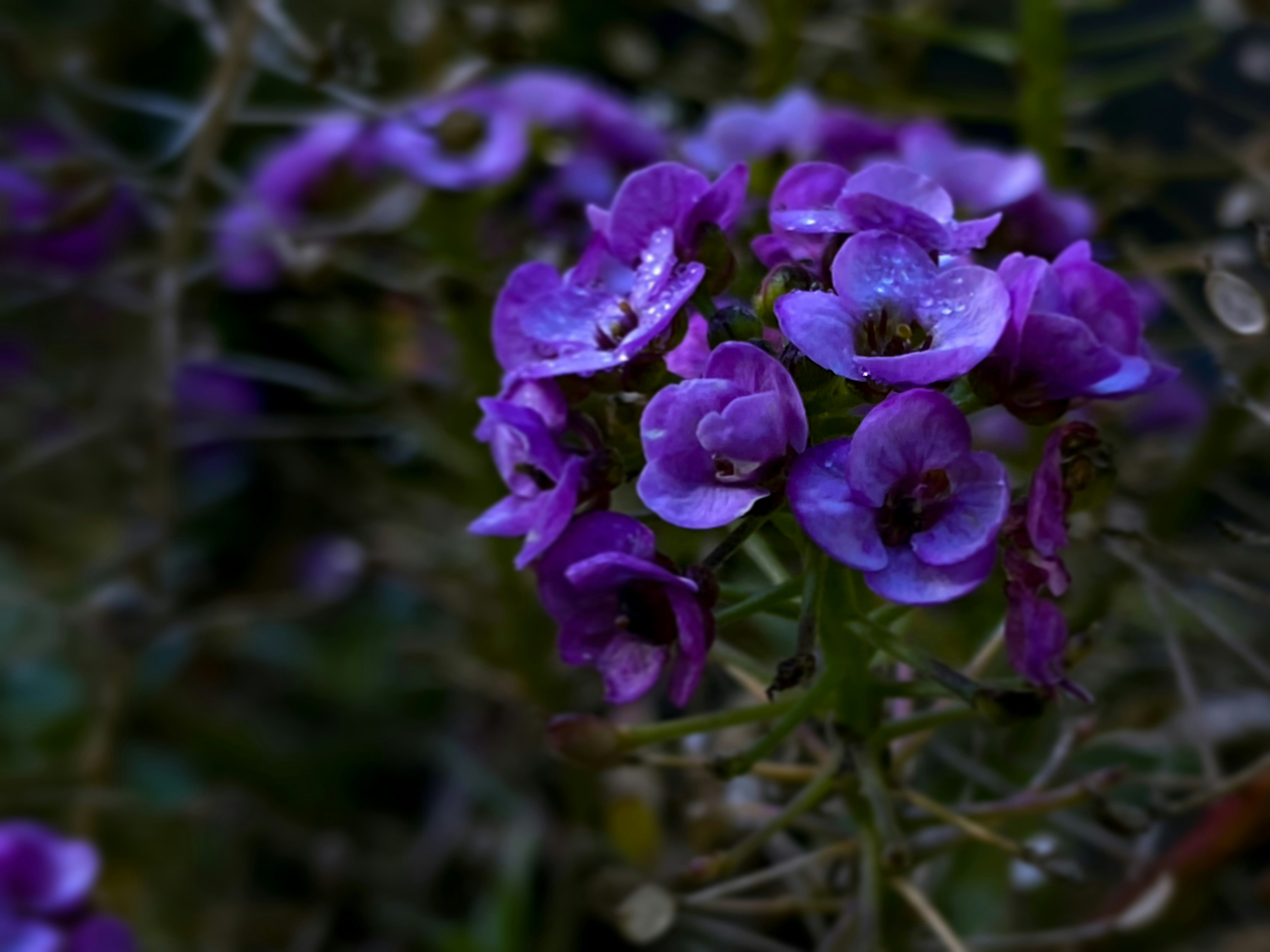 Photo by birdsfairytales